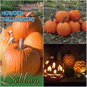 SUUREVILJALINE KÕRVITS 'Howden' (Halloween)