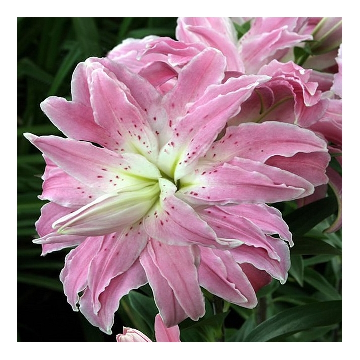 Лилия lotus elegance