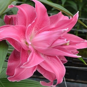 LIILIA idahübriid täidis 'Lotus Wonder'