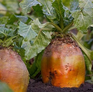 S&Ouml;&Ouml;DAPEET poolsuhkrupeet BRIGADIER