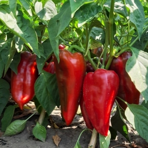 PAPRIKA 'Navigator' F1   