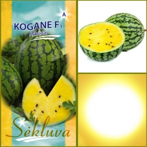 ARBUUS 'Kogane' F1