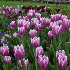 TULP 'Synaeda Blue'