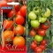 TOMAT 'Akron' F1  2024