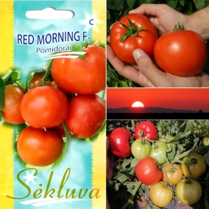TOMAT 'Red Morning' F1