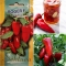 PAPRIKA 'Roger' F1