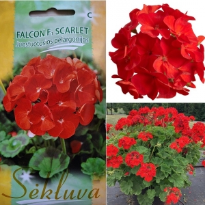 VIIRPELARGOON 'Falcon F1 Scarlet'