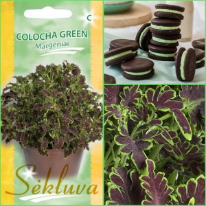 KIRINÕGES Colocha Chocolate Green
