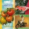 TOMAT 'Califfo' F1
