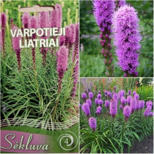 TÄHKJAS LIATRIS  roosa
