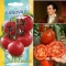 TOMAT 'Canova' F1