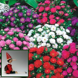 ASTER PINOCCHIO segu