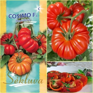 TOMAT 'Cosimo' F1