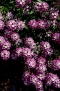 KIVIKILBIK Violet Queen