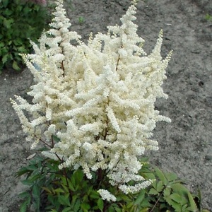 JAAPANI ASTILBE Ellie