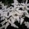 ASTILBE Ellie