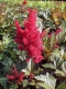 JAAPANI ASTILBE Montgomery