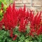 JAAPANI ASTILBE Montgomery