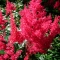 JAAPANI ASTILBE Montgomery