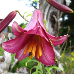 TROMPETLIILIA Pink Perfection