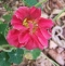 MUNGALILL Cherry Rose