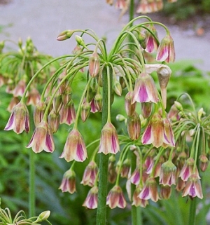 SITSIILIA MESILAUK Siculum