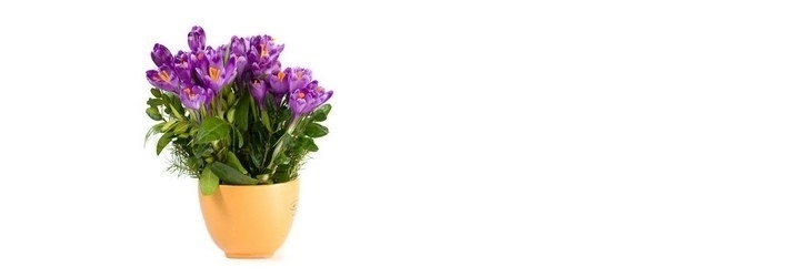 KROOKUSE VÄIKEPAKID KROOKUSE VÄIKEPAKID