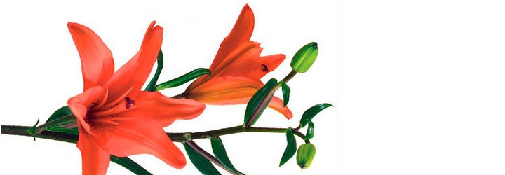 LIILIA OT-rühm LIILIA OT-rühm